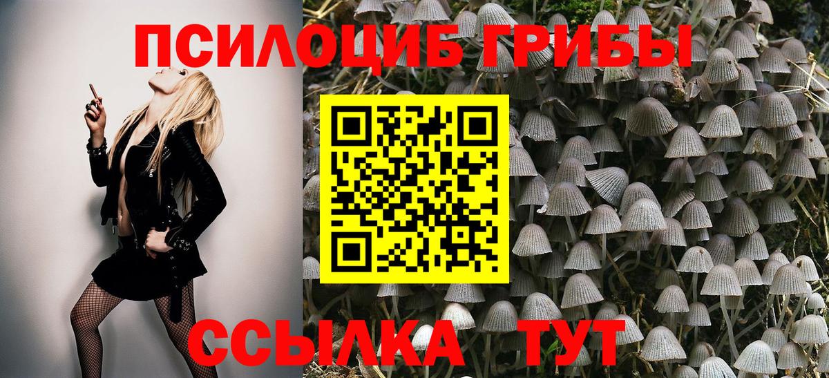 Псилоцибиновые грибы Cubensis Звенигород